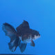 Thai Oranda Panda 3.00 inch Body Female(FEB-840)R2B04