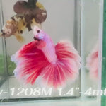 Live Male Betta Pink Lavender Halfmoon (Sky-1208) High quality what you see what you get!!