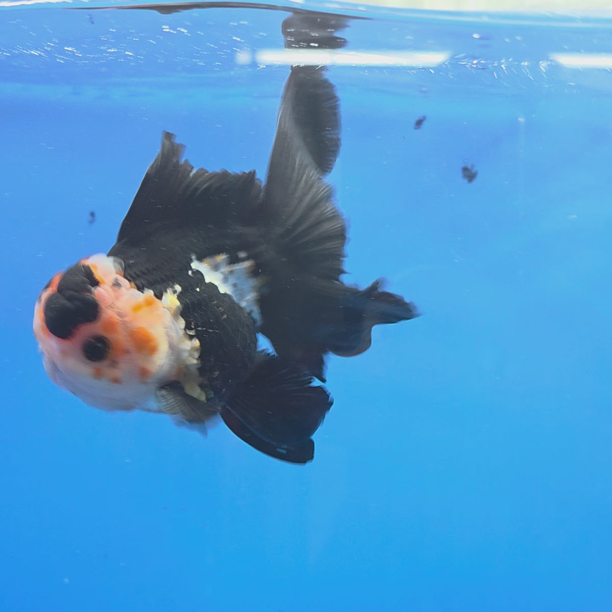 Thai Oranda Tri-Color 3.5"inch Body Male(FEB-920)R3A07)