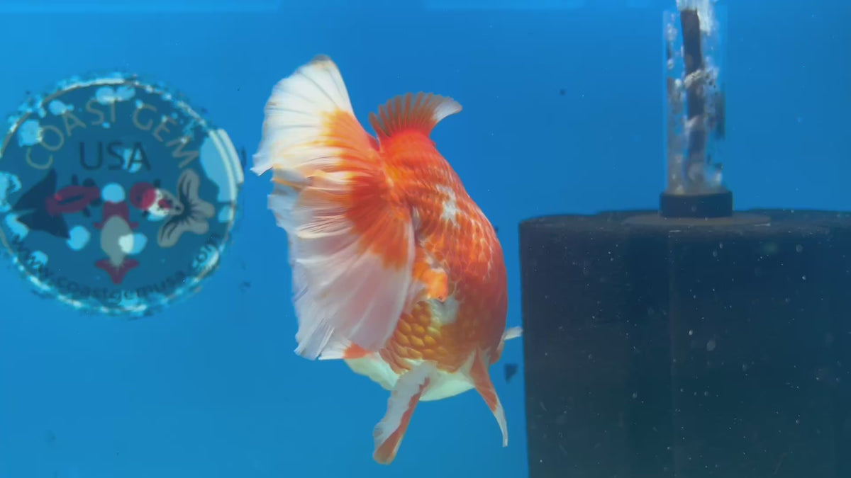 Thai Oranda JUMBO Red/White 4.5” Body Male(CK-1474)R2B15