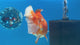 Thai Oranda JUMBO Red/White 4.5” Body Male(CK-1474)R2B15