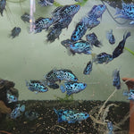 Live Freshwater Aquarium Electric Blue Jack Dempsey American Cichlid (Cichlasoma Octoasciatum) (CHD-148)U029