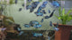Live Freshwater Aquarium Electric Blue Jack Dempsey American Cichlid (Cichlasoma Octoasciatum) (CHD-148)U029