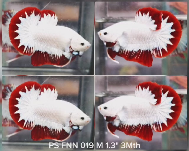 (PS-019) RED DRAGON FANCY PLAKAT MALE BETTA