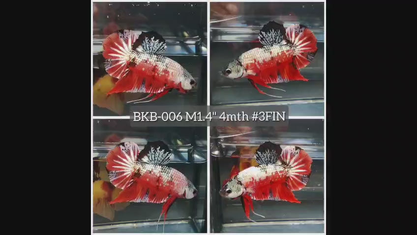 Live Male Betta Orange Nemo Copper Plakat (BKB-006) High quality what you see what you get!!