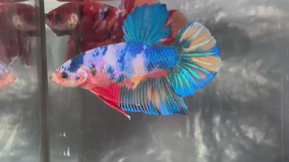 Live Male Betta Fancy Blue Marble Giants Plakat (TNK-A622)S168 High quality what you see what you get!!