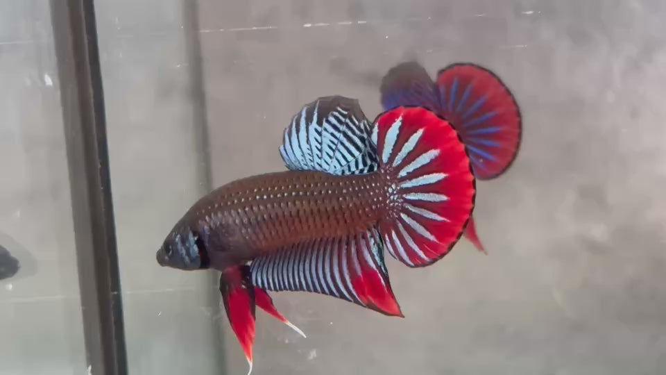 Live Male Betta Gray Red  colors Imbellis hybrid wild Plakat (BID-02)CLEARANCE High quality What you see What you get!!