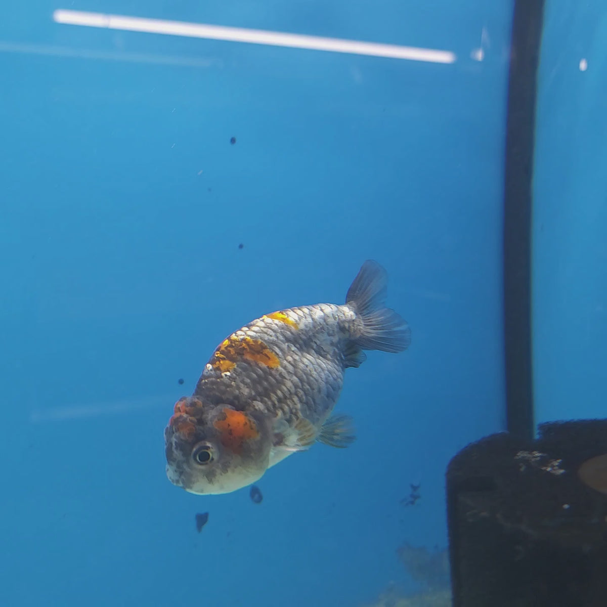 Thai Ranchu Calico 2.5in Female (FEB-341)R3A14