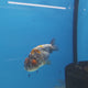 Thai Ranchu Calico 2.5in Female (FEB-341)R3A14