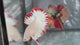 Live Male Betta Red Snow Dragon Plakat (TNK-A591)H High quality What you see What you get!!