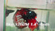 Live Male Betta Black Red Galaxy Koi Halfmoon (Sky-1252) High quality What you see What you get!!