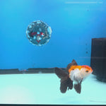 Thai Oranda Tri-Color Sakura 2.5” Male(FEB-634)R3B15