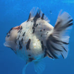 Thai Oranda Tri-Color Tiger 4" Female (NKT-CK-1565)BLUETUB-B