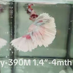 Live Male Betta Fancy Copper Light scale Halfmoon (Sky-390)High quality what you see what you get!!