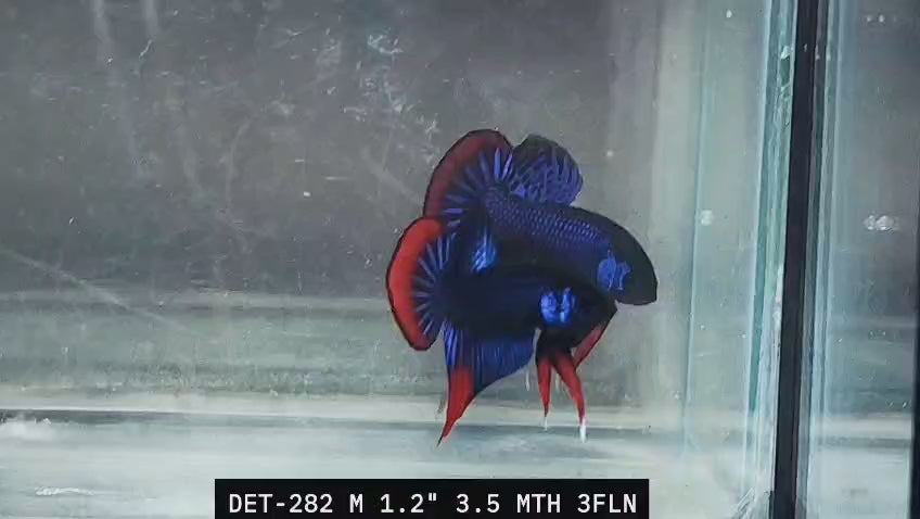 Live Male Betta Blue Red Hybrid Imbellis Wild Plakat (DET-282)S066✔️ High quality what you see what you get!!