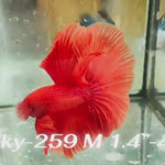 Live Male Betta Super Red Solid color Halfmoon (Sky-259)High quality what you see what you get!!