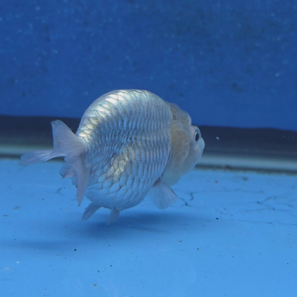 Thai Ranchu Silver 2.30" Body Female (FEB-874)R2B06