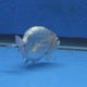 Thai Ranchu Silver 2.30" Body Female (FEB-874)R2B06