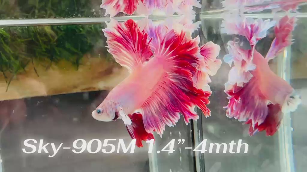 Live Male Betta Purple Pink Lavender Halfmoon Rosetail (Sky-905)CUP High quality What you see What you get!!