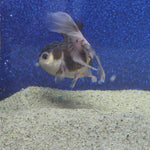 Thai Oranda Panda 2.5"male(FEB-657)R3B21