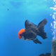 Thai Oranda Apache 3.00" Body Male (FEB-758)R2B07