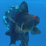 Thai Oranda Tri-Color 3” Male (CK-1561)R3A09