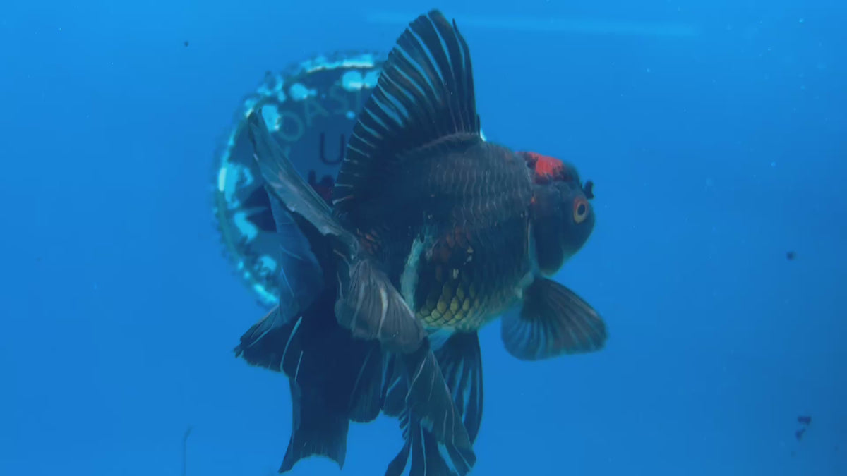 Thai Oranda Tri-Color 3” Male (CK-1561)R3A09