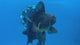 Thai Oranda Tri-Color 3” Male (CK-1561)R3A09