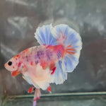Live Male Betta Fancy Koi Dumbo big ear Plakat (TNK-A738) High quality what you see what you get!!