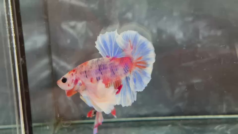 Live Male Betta Fancy Koi Dumbo big ear Plakat (TNK-A738)S183  High quality what you see what you get!!