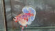 Live Male Betta Fancy Koi Dumbo big ear Plakat (TNK-A738)S183  High quality what you see what you get!!