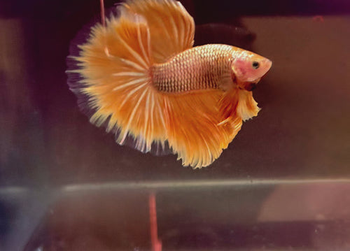 Super Yellow Gold Halfmoon Rosetail Male Betta