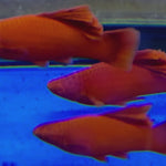 Live Tropical Fish Albino Red Vienna High Fin Cauliflower Swordtail (Xiphophorus hellerii)