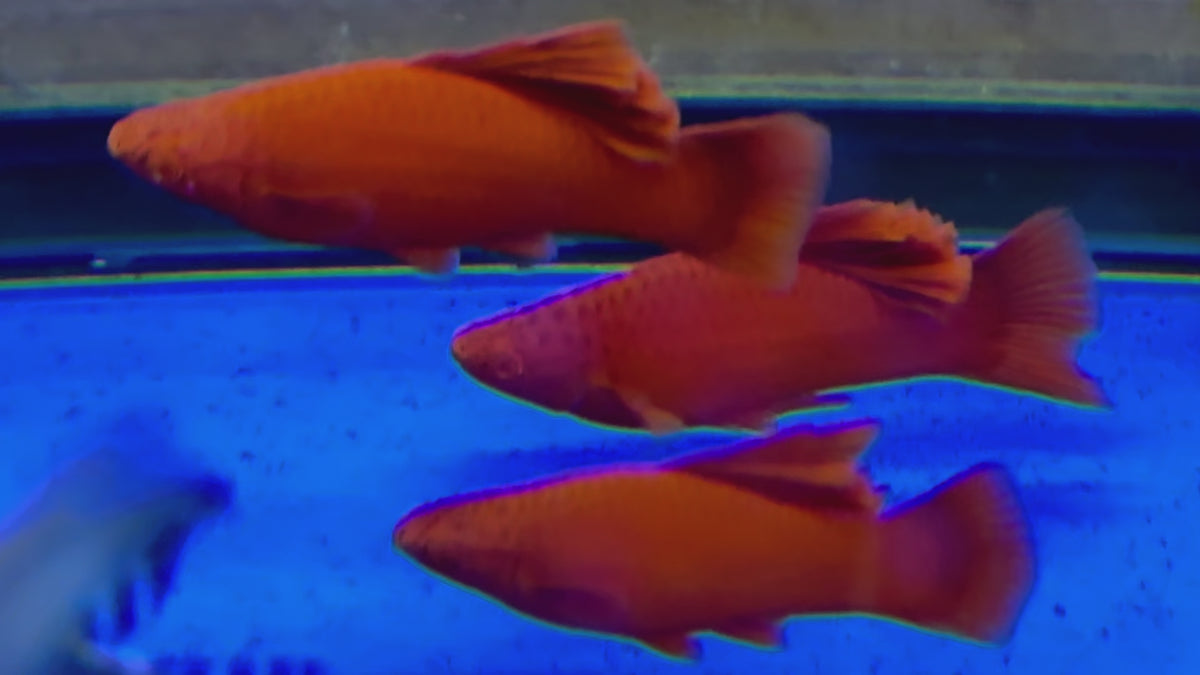 Live Tropical Fish Albino Red Vienna High Fin Cauliflower Swordtail (Xiphophorus hellerii)