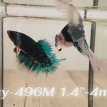 Live Male Betta Galaxy Green Black Avatar Halfmoon (Sky-496)High quality what you see what you get!!