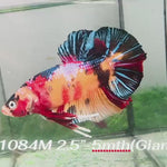Live Male Betta Galaxy Koi Giants Plakat (Sky-1084) S171 High quality What you see What you get!!