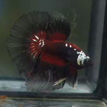 Live Male Betta Red Black Samurai Halfmoon (MKP-600) High quality what you see what you get!!