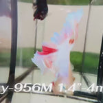 Live Male Betta Fancy Light colors Halfmoon Rosetail (Sky-956) High quality What you see What you get!!