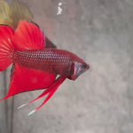 Live Male Betta Red Splendens Hybrid Wild Plakat (BID-159) High quality What you see What you get!!