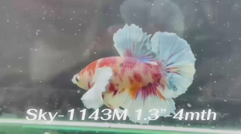 Live Male Betta Fancy Koi Dumbo big ear Plakat (Sky-1143) High quality What you see What you get!!
