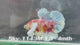 Live Male Betta Fancy Koi Dumbo big ear Plakat (Sky-1143) High quality What you see What you get!!