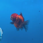 Thai Oranda Calico Yuanbao by SHOGUN 2” Body Female(CK-1593)R3B08