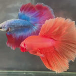 Live Male Betta Super Orange Solid Color Over Halfmoon (TNK-A306) High quality What you see What you get!!