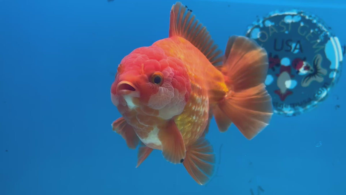 Thai Oranda JUMBO Red/White 4.5” Body Male(CK-1472)R2B14