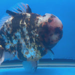 Thai Oranda Tri-Color Tiger 4.5" Male(NKT-CK-1580)BLUETUB-B