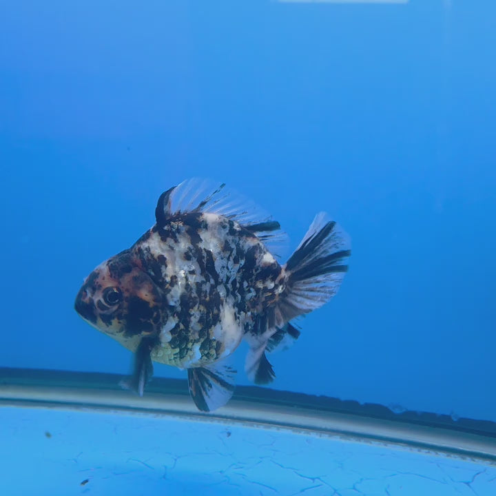 Thai Oranda Granite Tiger Godzilla 3.5 inch Body Female (FEB-928)BLUETUBC
