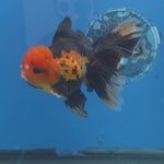 Thai Oranda Apache 4" Body male 9mths(FEB-575)R2A02