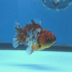 Thai Oranda Tiger Shogun Farm 2.8" Body Female 6mths(FEB-583)R3B02