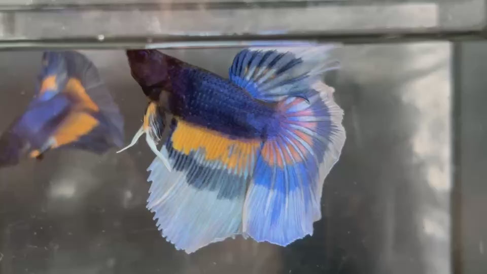 Live Male Betta Blue Yellow Mustard Tri-Colors Over Halfmoon (TNK-A492)S134 High quality what you see what you get!!