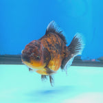 Thai Oranda Tiger Shogun Farm 3.5" Body Female 8mths(FEB-555)R3A02